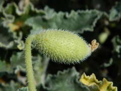 Ecballium elaterium