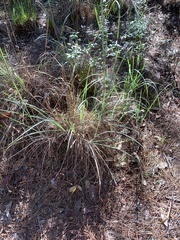Andropogon cretaceus