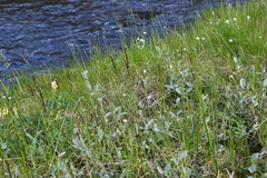 Calamagrostis stricta
