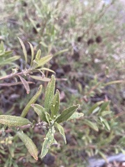 Rhopalomyia audibertiae