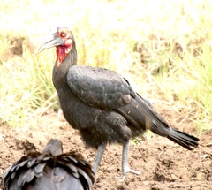 Bucorvus leadbeateri