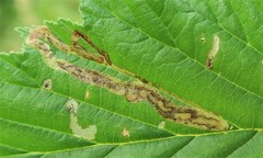 Agromyza filipendulae