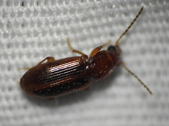Stenolophini