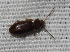 Stenolophini