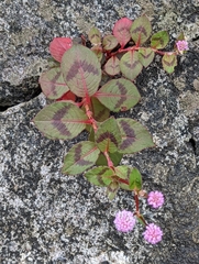 Persicaria capitata