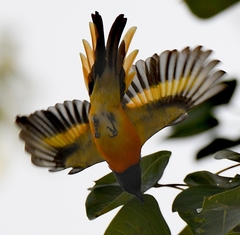 Pericrocotus cinnamomeus