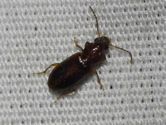 Stenolophini