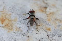 Anthomyia illocata