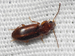 Stenolophini