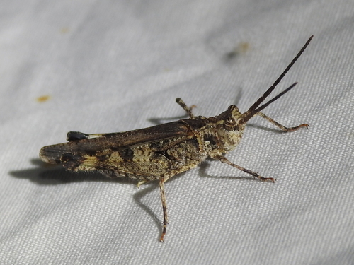 Caudell's Long-horned Grasshopper photo 3