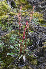 Rumex arcticus