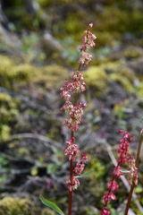 Rumex arcticus