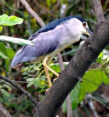 Nycticorax nycticorax nycticorax