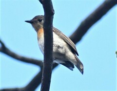 Cyornis rubeculoides