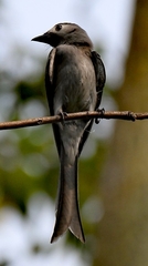 Dicrurus leucophaeus