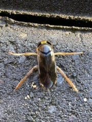 Nepomorpha