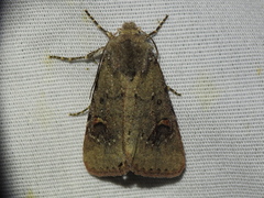 Eucoptocnemis fimbriaris