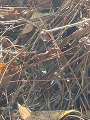 Araneomorphae