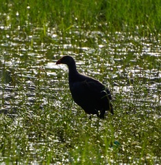 Porphyrio poliocephalus