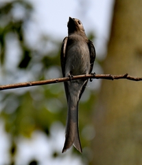 Dicrurus leucophaeus