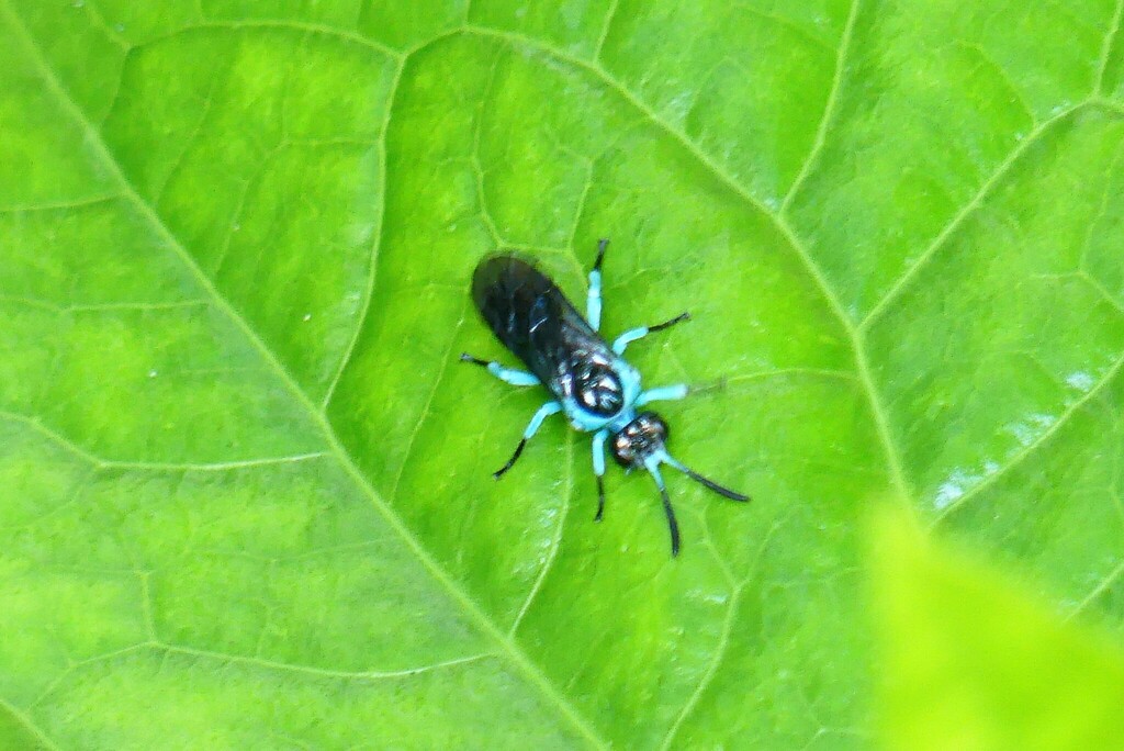 Senoclidea