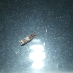 Notocelia rosaecolana