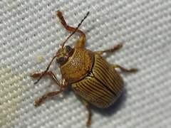 Cryptocephalus implacidus