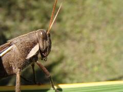 Schistocerca flavofasciata