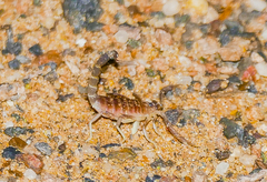Parabuthus gracilis