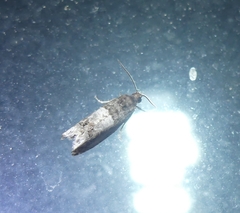 Notocelia rosaecolana