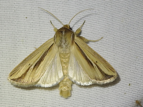 Wheat Head Armyworm photo 4