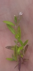 Oldenlandia corymbosa
