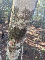 Cryptothecia striata