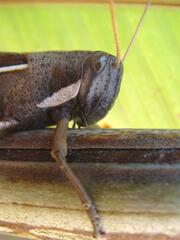 Schistocerca flavofasciata