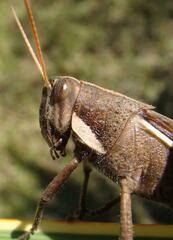 Schistocerca flavofasciata