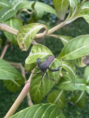 Anoplocnemis