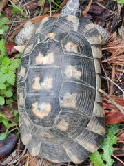 Testudo marginata