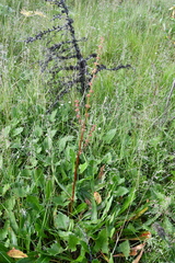 Rumex arcticus