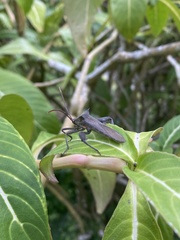 Anoplocnemis