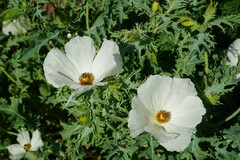 Argemone polyanthemos