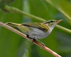 Phylloscopus coronatus