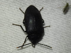 Penthe pimelia