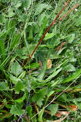 Rumex arcticus