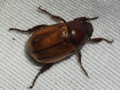 Callistethus marginatus