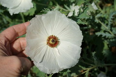 Argemone polyanthemos