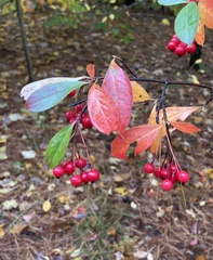 Aronia arbutifolia