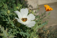 Argemone polyanthemos