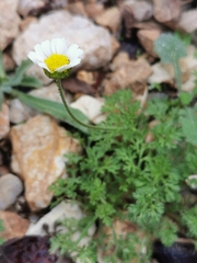 Anthemis