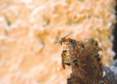 Tetragonisca angustula