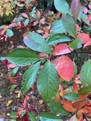 Aronia arbutifolia